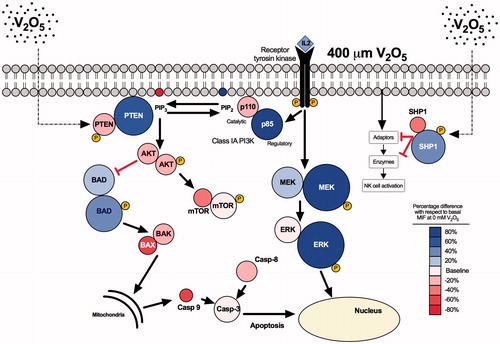 Figure 10. Schematic representation of V2O5-induced toxicity. Image shows how V2O5 might modify expression of the molecules (expression gradated by color) in relation to basal expression in non-treated NK-92MI cells. The main effect of V2O5 was upon SHP1 and PTEN phosphatases, both of which regulate signaling pathways depicted in the diagram.