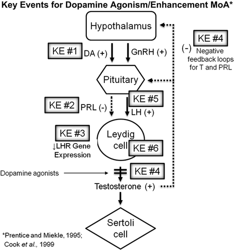 Figure 1. Key events for dopamine agonism/enhancement MoA superimposed upon a diagram of the HPG axis. In short, sulfoxaflor induces (KE#1) an increase in dopamine release via nAChR agonism, (KE#2) leading to decreased serum Prl levels, (KE#3) downregulation of LHR gene expression in Leydig cells within the testis, (KE#4) a transient decrease in T levels, which result in feedback stimulation for (KE#5) increase serum LH levels, which over the course of the 2-year carcinogenicity study result in (KE#6) promotion of Leydig cell tumor growth.