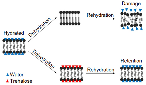 Figure 1 Water replacement hypothesis.