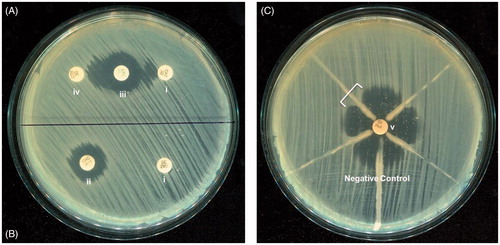 Figure 2. (A) Double-disc synergy and (B) phenotypic confirmatory test for ESBL detection. (C) Modified Hodge Test of the four KPC-producing K. pneumoniae isolates and K. pneumoniae (ATCC 700603) as a negative control. All four KPC-producing isolates produced the characteristic cloverleaf-like indentation (indicated by a bracket), except the negative control. Antibiotic discs used for these procedures were (i) ceftazidime (30 μg), (ii) ceftazidime-clavulanic acid (30/10 μg), (iii) amoxy-clavulanic acid (20/10 μg), (iv) cefotaxime (30 μg) and (v) imipenem (10 μg).