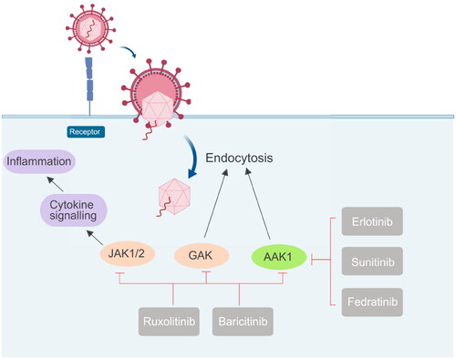 Figure 7. Different drugs currently on the market that act on JAK1/2, GAK, and AAK1 kinases to prevent virus invasion, mainly to inhibit the endocytosis of the virus.