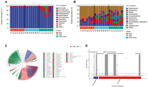 Figure 3. Canagliflozin-mediated changes of gut microbiota in HSD-fed DSS rats. (A) Average relative percentage abundance of top 10 phylume; (B) Average relative percentage abundance of top 10 genus; (C) Taxonomic cladogram generated from LEfSe analysis of 16S rRNA gene sequences. Each circles size is proportional to the taxon’s abundance. LEfSe analysis showed that these taxa were significantly more abundant in comparison to the other groups; (D) Genus with significant difference between the HSD and HSD + Cana group in metagenome Seq analysis. HSD, high-salt diet.