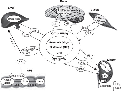 Figure 1. Interorgan ammonia trafficking. Ammonia derived from gut and kidneys, mainly due to glutaminase activity, must be detoxified in muscles because of possible liver dysfunction. Systemic hyperammonemia promotes brain uptake and induces low-grade cerebral edema, as well as alterations in neurotransmission.