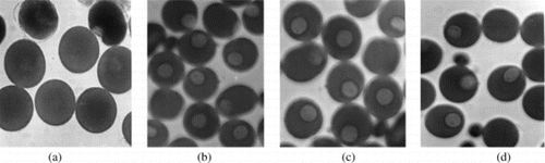 Figure 2 Inhibitory activity of ilimaquinone (1) on oocytes maturation of starfish A: negative control; B: positive control (Vitamin E, 1 mM); C: ilimaquinone (14 µM); and D: ilimaquinone (5.6 µM).