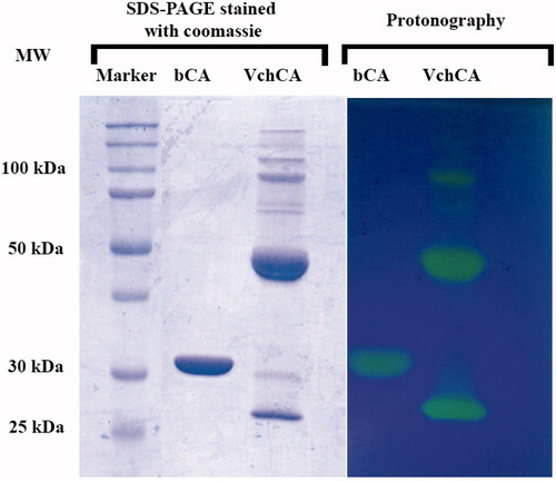 Figure 3. Comparison between the protonography and SDS-PAGE stained with Coomassie blue. Both gels were run under denaturing but non-reducing conditions. Gels were loaded with 4000 ng/well of bCA and VchCA, respectively. The incubation time in this case was 5 s.