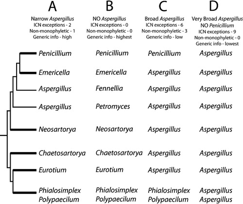 Fig. 2. Effect of the choice of teleomorph or anamorph names on appeals for exceptions to the ICN priority rule, non-monophyly of genera and information content of the generic names. Phylogenetic cartoon with strongly-supported branches thickened, based on the phylogeny presented in Fig 1. A. A narrowly defined genus Aspergillus. The ICN must be asked for approval to apply the name Aspergillus to the non-monophyletic grade embracing Petromyces and Fennellia. The information content of the genera would be high because each name embraces one monphyletic clade or, in the case of Aspergillus, a small grade. B. Abandon the genus Aspergillus by applying the teleopmorph name to every clade. This approach is fully compliant with the ICN, and all names would be applied to monophyletic clades. The information content would be high. However, the name Aspergillus would be lost to mycology. C. Apply the name Aspergillus broadly to all clades having Aspergillus anamorphs. Six exceptions to the ICN would be needed. Aspergillus would be made non-monophyletic by the inclusion of Penicillium, Phialosimplex and Polypaecilum. The information content of the name Aspergillus would be low due to the large phenotypc variation found among the six clades bearing the name Aspergillus. D. Make Aspergillus broad by applying the name to species in the genera Penicillium, Phialosimplex and Polypaecilum. Nine exceptions to the ICN would be needed, but Aspergillus would be monophyletic. The information content of the name Aspergillus would be low, due to the extreme phenotypic variation in the broad genus. The name Penicillium would be lost to mycology.