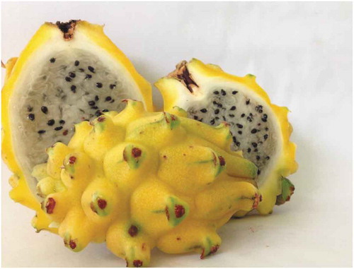Figure 4. Yellow pitahaya fruit