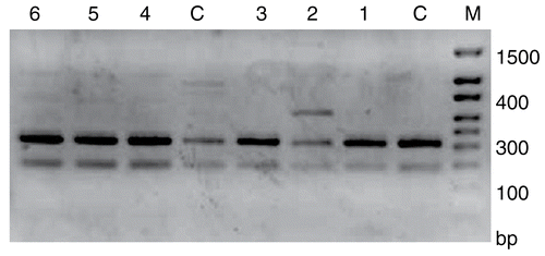 Figure 5.  Bax expression of HeLa cells (M, Marker; C, Control; 1, AMI; 2, DAU and 3, AMI+DAU for 24 h; C, Control; 4, AMI; 5, DAU and 6, AMI+DAU for 48 h).