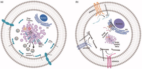 Figure 1. Palmitoylation and subcellular trafficking. (a) Golgi-targeted zDHHC PATs mediate the palmitoylation of substrates for substrate stabilization at Golgi membranes prior to their packaging into vesicles and forward-trafficking to the plasma membrane. (b) Three main zDHHC PATs, zDHHC2, zDHHC5 and zDHHC8, are active PATs targeted to the plasma membrane (PM), while zDHHC6 is an active PAT present on ER membranes. These non-Golgi PATs are appropriately positioned to palmitoylate substrates locally, and govern substrate targeting to these same membranes. The precise localization of non-Golgi PATs is critical for the proper non-Golgi-membrane localization of their substrates following palmitoylation, and may be an important predictor of PAT-substrate specificity. Created with BioRender.com.