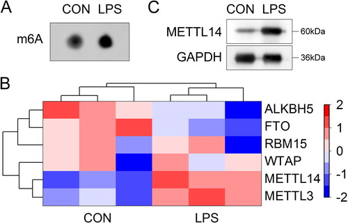 Figure 1. LPS stimulation increased the m6A levels in the A549 cells.The A549 cells were stimulated with 20 μg/mL LPS. (A) The m6A levels were tested by m6A dot blot assay. (B) The mRNA expressions of m6A modification-related genes were detected by RT-qPCR and expressed as hot map. (C) The protein levels of METTL14 were measured by western blot.