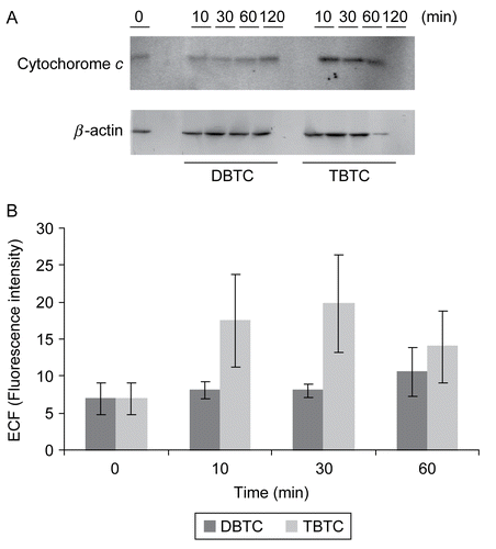 Figure 6.  Western blot analyses of time-dependent changes in cytochrome c. Cytosolic fractions without mitochondria (10 μg/ml) from organotin-exposed T-lymphocytes were separated over an 15% SDS-PAGE gel, and then transferred to PVDF membranes. The membranes were immunoblotted with rabbit polyclonal anti-cytochrome c (1:500), and the signals were detected by use of an ECL system. β-Actin was employed as an internal standard to verify uniformity of protein loading and transfer. (A) Representative immunoblot; each band indicates cytochrome c protein and β-actin protein. (B) Band intensity as determined using Image QuaNT. Results shown are the mean ± SD (n=5 separate cell populations examined per treatment shown).