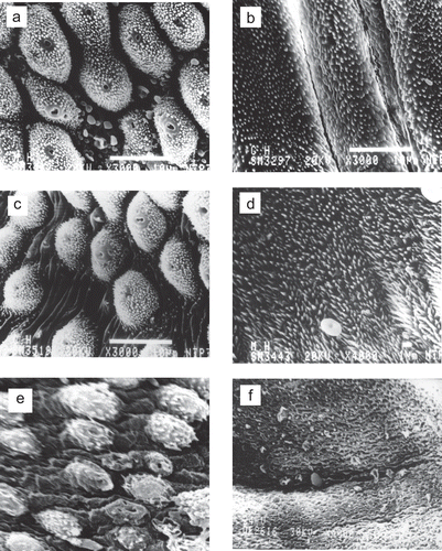 Figure 1.  Photomicrographs of control untreated and treated male Schistosoma haematobium worms as observed by a scanning electron microscope. (a) Dorsal surface of (control) untreated worms shows intact tubercles, spines and sensory bulbs. (b) Intact ventral surface of untreated control worms. (c) Dorsal surface of worms treated with Mirazid still shows intact tubercles, spines and sensory bulbs at 3 months post-treatment. (d) Intact ventral surface at 3 months Mirazid treatment time. (e) Extensive disruption of the tegument at one month PZQ treatment time. (f) Shrinkage ventral surface of worms at one month PZQ treatment time.