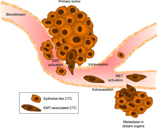 Figure 3 Characteristic stages of tumor-cell dissemination during metastasis.Notes: Cells from primary tumors undergo epithelial–mesenchymal transition (EMT), leading to the loss of cell–cell adhesion and promoting local invasion into the blood vessels (intravasation). The CTCs produced are able to escape from blood vessels into distant organs of future metastasis (extravasation) after the reverse process (MET), induced by interaction with the local microenvironment.Abbreviations: CTCs, circulating tumor cells; MET, mesenchymal-to-epithelial transition.