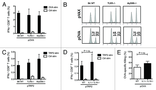 Figure 2. Toll-like receptor 9 (TLR9) and myeloid differentiation primary response gene 88 (MyD88) are not essential for CTL induction. Wild-type (WT), TLR9−/− and MyD88−/− mice on C57BL/6 background were vaccinated twice. Levels of IFN-γ producing CD8 T cells induced by DNA vaccination against OVA and TRP2 were measured two weeks after the second DNA vaccination by flow cytometry. Bars indicate the mean ± SEM (A and C). In vivo cytotoxicity was measured by quantifying OVA pulsed CFSEHigh labeled target cells and compared with control pulsed CFSELow labeled cells in WT, TLR9−/− and MyD88−/− mice vaccinated with the OVA encoding plasmid pOVA. The mean percentage ± SEM of specific killing for each case is indicated (B). WT and IL-1β−/− IL-18−/− mice on C57BL/6 background were vaccinated with OVA or TRP2 encoded plasmid as described previously. The percentages of IFN-γ-producing CD8 T cells were measured by flow cytometry after in vitro stimulation with TRP2 and control peptides (D). Functionality of OVA-specific CTLs was measured by in vivo cytotoxicity. Lymph nodes were harvested one day after mice were injected i.v. with OVA peptide pulsed CFSEHigh labeled splenocytes and control peptide pulsed CFSELow splenocytes. Bars indicate the mean percentage ± SEM of OVA-specific killing (E).