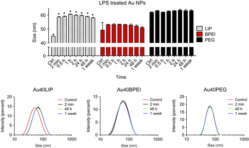 Figure 6. NP surface coating affects LPS-binding. Forty nm Au NPs with different surface coatings (LIP, BPEI and PEG) were incubated with 10 μg/ml LPS for different times. Upper panel: time-dependent size variations measured by dynamic light scattering (DLS). Lower panels: size distribution variations of Au NPs before and after incubation with LPS. *p < 0.01 (treated vs. control).