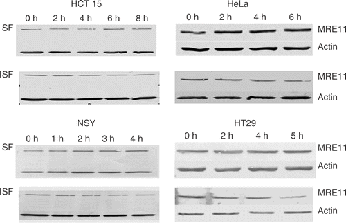 Figure 4. Western blots of the TX100 soluble (SF) and insoluble (ISF) fractions from four human tumor cell lines heated at 41°C. The loss of MRE11 from the ISF and increase in the SF represents the delocalization of MRE11 from the nucleus into the cytoplasm. The indicated tumor cells were heated at 41°C for the indicated time and the TX100 SF and ISF were separated as described in the text. The blots were probed with antibody against MRE11 and actin. Results from a typical experiment are shown.