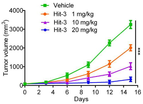 Figure 11. Changes of tumour volume with injecting HCT116 (KRAS(mut)/p53(wt)) cells in BALB/c nude mice over time. The data are shown as mean ± SD, n = 5. ***p < .001 means a significant difference versus the vehicle group.
