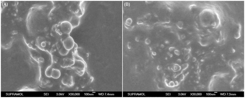 Figure 1. Scanning electron micrographs of proliposome powders (A) formulation II and (B) formulation VI both at ×20 000 maginfication.