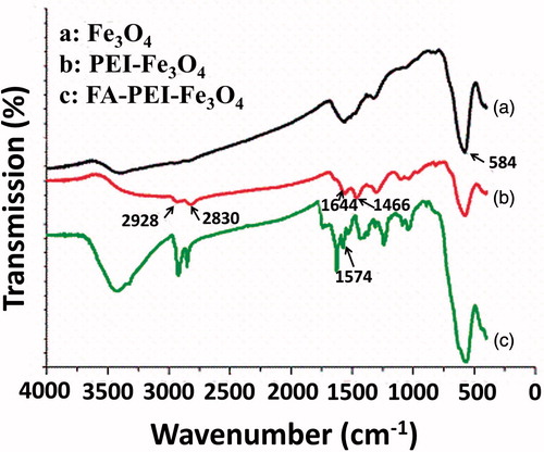Figure 1. FTIR spectra of naked Fe3O4 particles (a), PEI-Fe3O4 (b), and FA-PEI-Fe3O4 (c).