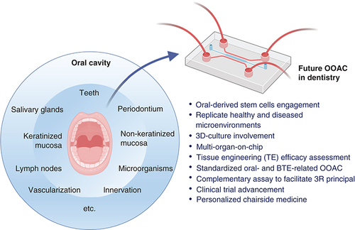 Figure 5. Future directions on the use of organ-on-a-chip in dentistry.BTE: Bone tissue engineering; OOAC: Organ-on-a-chip.