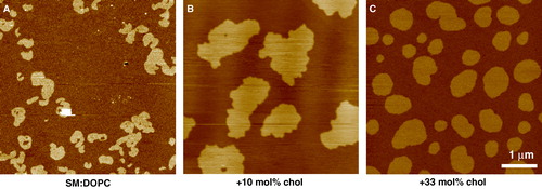 Figure 3.  Phase separation in single bilayers supported on mica imaged by tapping mode AFM under buffer at 23°C. All scans are 5 µm with a 5 nm z-range. (A) SM:DOPC 1:3 – domains of so phase SM surrounded by ld phase of mainly DOPC. Gel domains are small and fragmented with highly convoluted perimeters. (B) SM:DOPC 1:1 + 10 mol% cholesterol – domains still retain characteristics of the gel phase although they have now coalesced to form fewer larger domains. (C) SM:DOPC 1:1 + 33 mol% cholesterol – the domains are now in the lo phase and line tension and increased fluidity has smoothed the domain perimeters. Note the relative difference in height between the ld phase and the other domains progressively reduces as the cholesterol concentration increases from 1.4 nm in the case of so/ld, to 0.7 nm for the lo/ld system (unpublished observations: S. D. Connell & D. A. Smith). This figure is reproduced in colour in Molecular Membrane Biology online.