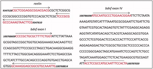 Figure 2. Diagrams of gene targets in the study. Primer pair positions are indicated by the red text and left and right arrows. bdnf, accession NC_005102.4 (primer sequences from Gupta-Agarwal et al., Citation2012; Lubin et al., Citation2008); reelin, accession NC_005103.4.