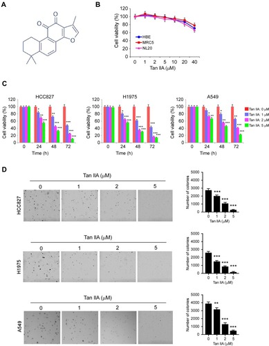 Figure 1 The effects of Tanshinone IIA (Tan IIA) on NSCLC and immortalized lung cells. (A) the chemical structure of Tan IIA. (B) Cytotoxicity of Tan IIA on immortalized HBE, MRC5, and NL20 cells. The cells were treated with Tan IIA for 24 h. Cell viability was measured by MTS assay. (C) MTS assay analyzes the effect of Tan IIA on cell viability of HCC827 (left), H1975 (middle), and A549 (right) cells. (D) Soft agar assay analyzes the effect of Tan IIA on colony formation of HCC827 (top), H1975 (middle), and A549 (bottom) cells. *p<0.01, **p<0.01, ***p<0.001.