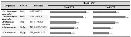 Figure 3. Amino acid sequence comparison of UmZrt1p and UmZrt2p. Percentage of identity shared by the Ustilago maydis proteins with Zrt/Irt-like proteins of yeast, plants and animals is shown.