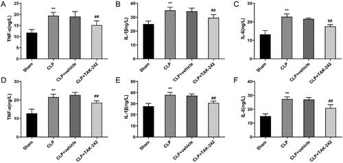 Figure 5. TAK-242 reduces inflammation levels in septic rats. (A–F) ELISA to measure the levels of TNF-α, IL-1β, and IL-6 in the serum (A–C) and kidney tissues (D–F) of rats in the Sham group, CLP group, CLP + vehicle group, and CLP + TAK-242 group. **p < 0.01, vs. Sham group; ##p < 0.01, vs. CLP + vehicle group. TNF-α: tumor necrosis factor alpha; IL: interleukin.