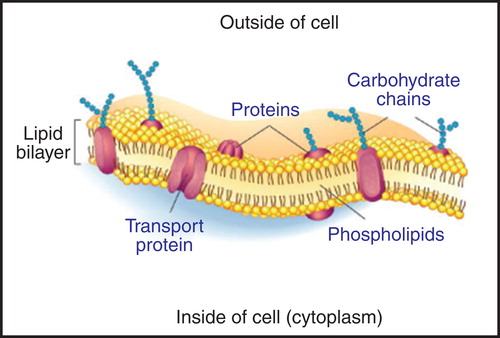 Figure 2. A fluid mosaic model of the cell membrane. Membrane proteins are difficult to produce in the laboratory, because they are often unstable unless bound to lipids. Membrane proteins can be stabilized during CFPS with surfactants and/or lipids (Periasamy et al. Citation2013). The Figure is based on a publicly available image. This Figure is reproduced in colour in Molecular Membrane Biology online.