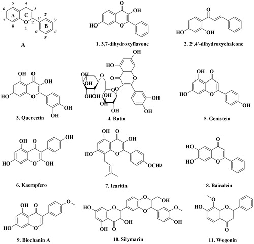 Figure 2. The structure of flavonoids that can inhibit P-gp. A: the basic flavonoids structure.
