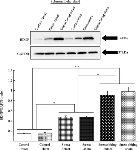 Figure 4.  Effects of stress and stress-biting on salivary gland BDNF expression. Upper panel: Western blot analysis of BDNF expression with equal amounts of protein from submandibular glands of control, stress, stress+biting, control-sham, stress-sham, and stress+biting-sham rats. Control: no stress group; stress: 2 h acute immobilization stress group; stress+biting: 2 h acute immobilization stress group allowed to bite a wooden stick (diameter, 0.5 cm) during the latter half of the immobilization period (60 min); intact: no surgery; sham: sham SA. Blots for BDNF show that level of this protein is increased in the submandibular glands of rats subjected to stress and is more strongly increased in the submandibular glands of rats subjected to stress+biting. BDNF protein level is also increased in the submandibular glands of stress-sham rats and more strongly increased in the submandibular glands of stress+biting-sham rats. GAPDH expression is similar in control, stress, stress+biting, control-sham, stress-sham, and stress+biting-sham rats. Lower panel: Semi-quantitative analysis of western blots by densitometry. The intensities of BDNF bands were normalized with respect to the intensities of GAPDH bands detected on the same blots. Values are means ± SEM; n = 8 rats in each group. *p < 0.05, **p < 0.001, ANOVA/Tukey's.