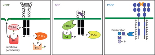 Figure 2. Properties of VEGF, FGF, and PDGF receptors and their signaling. Schematic outline of receptors is shown. All three VEGF receptors are organized into an extracellular domain with seven Ig-like folds and a short kinase insert. Tyrosine phosphorylation sites have been identified at some positions. Key features of VEGFR2 signaling are the binding of the adaptor molecule TSAd to the kinase insert phosphorylation site Y951 and regulation of Src activation followed by opening of adherens junctions. A C-terminal phosphorylation site at Y1175 allows binding of PLCγ and signaling in the Erk pathway. FGF receptors are composed of three Ig-like loops extracellularly, a very short kinase insert, and signaling via FRS2, which associates to the FGFR without involvement of tyrosine phosphorylation sites. PLCγ is an important downstream signal transducer in FGF biology. PDGF receptors have five extracellular Ig-like loops and a long kinase insert. The PDGF receptors become phosphorylated at very many tyrosine residues in response to ligand binding and induce formation of several long signaling chains. Erk = extracellular regulated kinase; FRS2 = FGF receptor substrate 2; P = phosphate; PLCγ = phospholipase Cγ; TSAd = T cell specific adaptor.