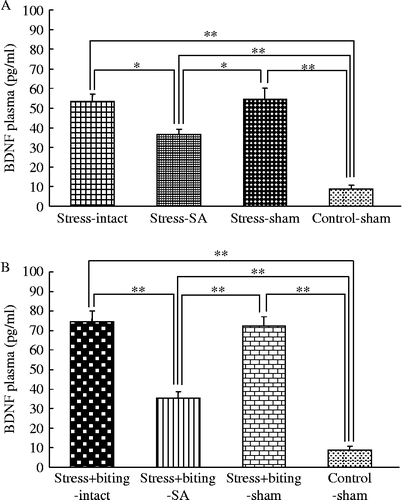 Figure 5.  Plasma BDNF concentrations in stress or stress+biting and SA groups. Data are terminal plasma BDNF concentrations in cardiac puncture blood samples. Control: no stress group; stress: 2 h acute immobilization stress group; stress+biting: 2 h acute immobilization stress group allowed to bite a wooden stick (diameter, 0.5 cm) during the latter half of the immobilization period (60 min); intact: no surgery; SA: removal of submandibular glands before acute immobilization stress or stress and biting; sham: sham SA before stress or stress and biting. Values are means ± SEM; n = 8 rats in each group. *p < 0.05, **p < 0.001, ANOVA/Tukey's.