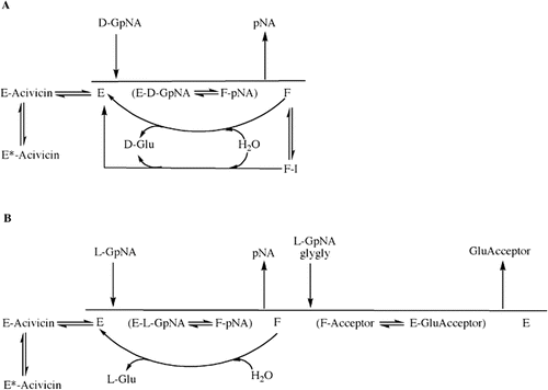 Figure 8.  Proposed overall kinetic mechanism of inhibition and activation of GGT. Mechanism of hydrolysis of d-GpNA (A). Enzyme (E) is γ-glutamylated by d-GpNA with release of pNA to give a form of the enzyme (F) that can transfer the γ-glutamyl moiety to water. d-GpNA is not capable of acting as an acceptor. The ester bond can be hydrolyzed with rate constant khyd, and this rate is decreased in the presence of an inhibitor such as OU749 (F-I), or increased in the presence of an activator such as Compound 11 giving rate k’hyd. Acivicin can bind to the free enzyme at the acceptor site, and is slowly trapped (tightly bound) on enzyme. Mechanism of transpeptidation of GpNA (B). Enzyme (E) is γ-glutamylated by GpNA with release of pNA to give a form of the enzyme (F) that can transfer the γ-glutamyl moiety to an acceptor (l-GpNA and/or glygly). The ester bond can be hydrolyzed with rate constant khyd, but competition between water, l-GpNA and/or glygly decreases the rate of hydrolysis. As in panel A, acivicin can bind to the free enzyme at the acceptor site, and is slowly trapped on enzyme.