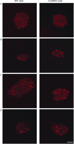 Figure 6 Primary islet cells do not express functional “hemichannels.” Confocal microscopy views of pancreatic islets isolated from control (left column) and homozygous Cx36-null transgenic mice (right column), after a 10-min exposure to control KRB (A); stimulation by 300 μ M BzATP (B); exposure to Ca2 +-free KRB (C); or mechanical stress by a 50% hypotonic medium (D). In both types of islets, none of the experimental conditions significantly increased the number of ethidium bromide-stained cells, over the basal number observed under control conditions (A). In all cases, the tracer labeled only the cell nuclei of presumably damaged cells. Bar, 65 μ m.