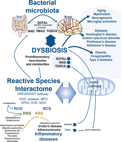Figure 4. The gut bacterial microbiota and the mitochondria-RSI axis. Key links between the gut bacterial microbiota and the mitochondria-RSI axis are summarized. GPX4, glutathione peroxidase 4; MPO, myeloperoxidase; mtRS, mitochondrial reactive species; NAD, nicotinamide adenine dinucleotide; NOS, nitric oxide synthase; OXPHOS, oxidative phosphorylation; RCS, reactive carbonyl species; RNS, reactive nitrogen species; ROS, reactive oxygen species; RSS, reactive sulfur species; SCFAs, short-chain fatty acids; SOD, superoxide dismutase; TMAO, trimethylamine N-oxide; TUDCA, tauroursodeoxycholic acid; XOR, xanthine oxidoreductase.