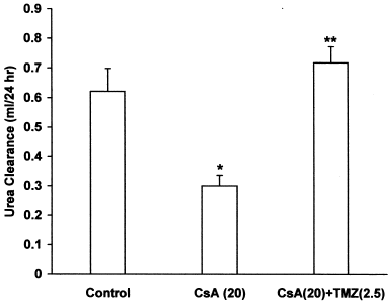 Figure 5. Effect of trimetazidine on urea clearance in CsA treated rats. Values expressed as mean ± SEM. *p < 0.05 as compared to control group, **p < 0.05 as compared to CsA group. (One-way ANOVA followed by Dunnett's test).