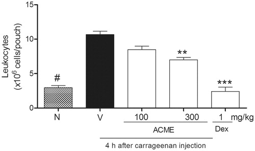 Figure 5. Effect of ACME on carrageenan-induced leukocyte migration and plasma leakage into the air pouch. Mice (n = 5) were pretreated 1 h before with ACME (10–300 mg/kg p.o.), dexamethasone (1 mg/kg, s.c., diluted in saline) or vehicle. Pouches were washed with PBS-containing heparin. Cells were counted and plasma leakage was analyzed. Results are expressed as cell 106/cavity. **p < 0.01, ***p < 0.001, #p < 0.001, compared with the vehicle group. Difference between groups were analyzed by analysis of variance (one-way ANOVA) followed by the Newman–Keuls test.