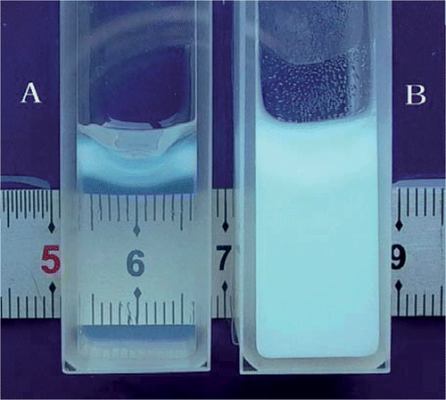 Figure 1. The cuvette containing the tissue-mimicking phantom for spectrophotometer. (A) fresh transparent phantom (absorbance = 0) and (B) completely coagulated phantom (absorbance = 1).