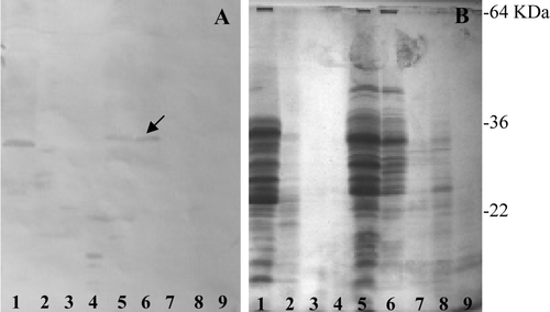Figure 5.  (A) Immunoblotting of anti-PP antiserum against (B) PT-digested prolamins fractionated by SDS-PAGE. The dicoccum wheat landraces are (1) L5563, (2) L5558, (3) L5540, (4) Filosini, (5) Prometeo, (6) Ersa 8, (7) Ersa 6, (8) Leonessa 5 and (9) Leonessa 4. Arrow indicates a band protein showing a weak immunoreaction.