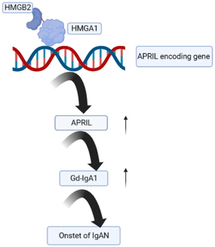 Figure 7. Hypothesis diagram: HMGB2 can promote the expression of APRIL by binding to HMGA1, leading to the onset of IgAN.