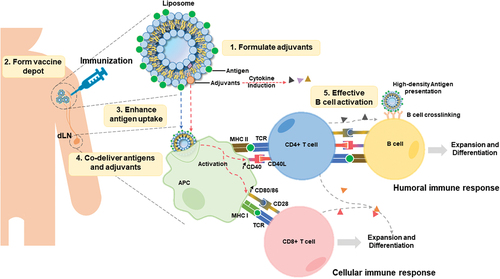 Figure 1. Roles and mechanisms for antigen delivery by immunogenic liposomes following intramuscular injection. liposomes can directly solubilize various adjuvants. Liposome-associated antigens are injected into the muscle and form a depot at the injection site. Antigen-presenting cells (APCs) uptake liposomes and present antigens on the APC surface via major histocompatibility complex (MHC) molecules. Co-delivered adjuvant helps to promote the co-stimulating of T cells. Followed by activated CD4+ and CD8+ T cells to initiate an effective immune response. High-density antigens also lead to B cell receptor crosslinking, followed by co-stimulation between CD4 T cells and B cells, promoting B cell expansion and differentiation.
