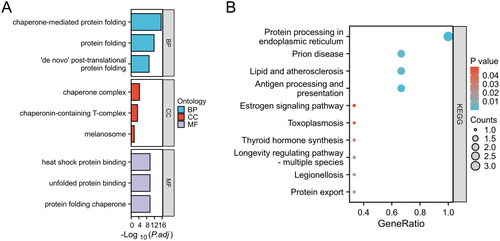 Figure 2. Enrichment analysis of HRGs. (A) GO term enrichment for BP, CC, and MF categories. Enrichment significance is represented as -Log10(P.adj), where P.adj denotes the adjusted p-value for multiple testing corrections. (B) KEGG pathway enrichment analysis. The size of each bubble indicates the count of genes associated with the pathway, while the color corresponds to the p-value. The x-axis, labeled as GeneRatio, represents the ratio of the number of differentially expressed genes involved in a given pathway to the total number of genes that make up that pathway.