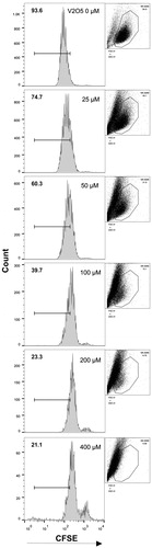 Figure 1. Effect of V2O5 on NK-92MI cell proliferation. Cells were treated with increasing concentrations (25–400 μM) of V2O5 for 48 h. Cells were then stained with CFSE and proliferation of cells determined by flow cytometry. Data are expressed in percentages and each V2O5 concentration is represented with a cytofluorometer histogram (along with respective cell size and granularity dot-plot). Results shown are representative of three different experiments performed with each V2O5 concentration.