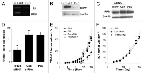 Figure 2. Systemic administration of RRM1-specific siRNA downregulated RRM1 expression in TC-1-GR tumors in mice and significantly inhibited TC-1-GR tumor growth. (A–B) RT-PCR (A) and immunoblotting (B) analyses of RRM1 expression in TC-1 and TC-1-GR tumor tissues 21 d after tumor cell injection. (C–D) Immunoblotting analysis of RRM1 expression in TC-1-GR tumors after mice were treated with PEI-RRM1 siRNA complexes. TC-1-GR tumor cells were injected (s.c.) in female nude mice on day 0. Mice were injected with PEI-siRNA complexes (0.5 mg/kg siRNA per mouse per injection) every two days for two consecutive weeks, starting on day 7. a The level of RRM1 protein in tumors in mice that were treated with the PEI-RRMi siRNA complexes was significantly lower than that in tumors in mice that were treated with the PEI-control siRNA complexes or PBS. (E-F) RRM1-specific siRNA inhibited the growth of TC-1-GR tumors (E), but not TC-1 tumors (F) in mice. Tumors were injected in mice on day 0. TC-1-GR tumor-bearing mice were injected with PEI-RRM1 siRNA or PEI-control siRNA complexes on days 3–5, 7–12, and 14–16. TC-1 tumor-bearing mice were injected on days 7–11 once daily. The dose of the siRNA was 0.5 mg/kg per mouse per injection. b The values of the RRM1 siRNA group were significantly different from that of the control siRNA group (p < 0.05). Data are presented as a mean ± SEM (n = 2–3 in D, 3–5 in E-F).