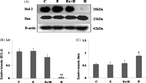 Figure 3. Western blot analysis of Bcl-2 and Bax (A). The hyperthermia-after-exercise group shows significant up-regulation of Bcl-2 protein compared to the hyperthermia group whereas the opposite is true for Bax. Densitometric analyses of western blots of Bcl-2 (B) and Bax (C) are shown. Data are means ± SEM (n as indicated in Figure 2). +p < 0.05 comparing the hyperthermia group with the control group; ++p < 0.001 comparing the hyperthermia group with the control group. C, control group; E, exercise group; Ex+H, hyperthermia-after-exercise group; H, hyperthermia group.
