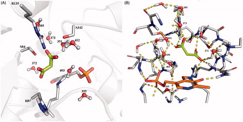 Figure 5. Conserved water molecules in the closed structure of SR. (A) Crystal structure of 3L6B; malonate is depicted in sticks and lemon green, water molecules are reported in ball and sticks. (B) Hbond network between malonate, water molecules and protein residues in the active site of 3L6B crystal structure.