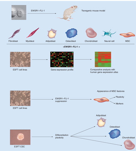 Figure 2. Summary of the different experimental approaches used in the attempt to identify the putative cell of origin of Ewing’s sarcoma.CSC: Cancer stem cell; ESFT: Ewing’s sarcoma family tumor; MSC: Mesenchymal stem cell.