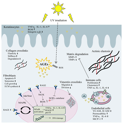Figure 2. Effects of AGEs on skin. AGEs are formed intracellularly and extracellularly. They can react with proteins, lipids and nucleic acids in almost all skin cells as well as on intracellular or extracellular proteins. Through alteration of the physicochemical properties of dermal proteins, decreased cell proliferation, increased apoptosis and senescence, induction of oxidative stress and proinflammatory mediators as well as other pathways, AGEs contribute to the overall picture of skin aging. Triangles represent AGEs. Abbreviations: jak/stat, januskinase/signal transducers and activators of transcription; MCP-1, monocyte chemotactic protein-1; all other abbreviations are already explained in the text.